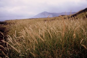 Grass fields