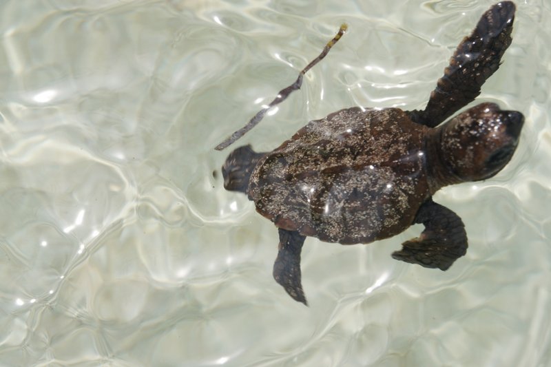 Zapatillo Island: An impromtu sea turtle hatchery
