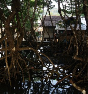 Mangrove trees