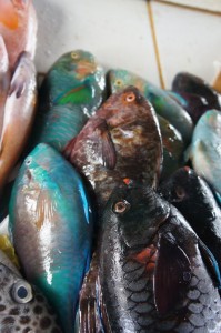 Some of these tropical fish are just too pretty to eat!