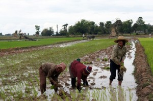 ladies planting rice