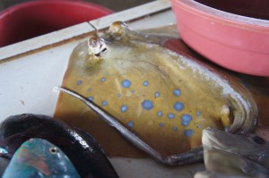 You can pick up a sting ray at your local market in the Philippines!