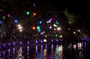 lights in trees